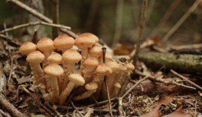 Kurs „Pilze suchen für Anfänger“